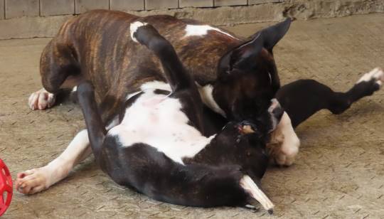 生き物ルーム第17