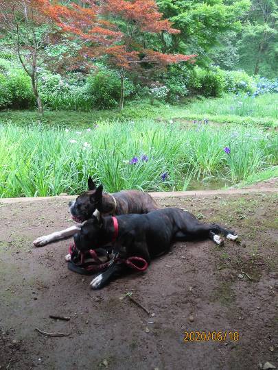 生き物ルーム第18