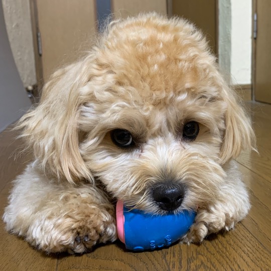 生き物ルーム第17