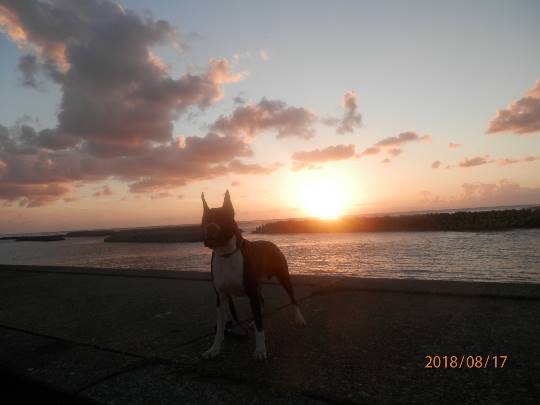 生き物ルーム第17