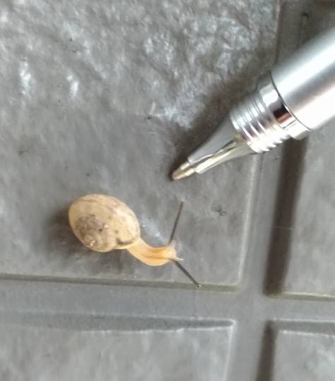 生き物ルーム第17