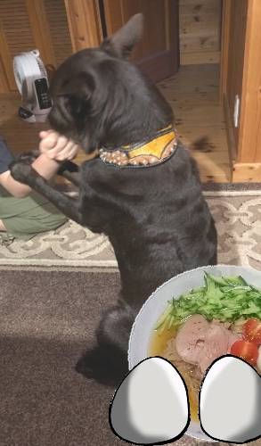 生き物ルーム第17