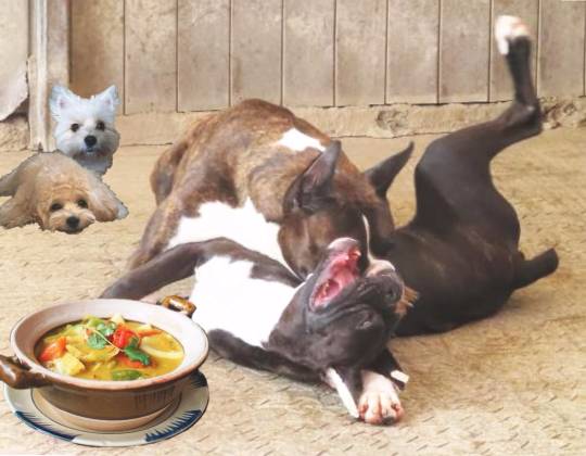 生き物ルーム第16