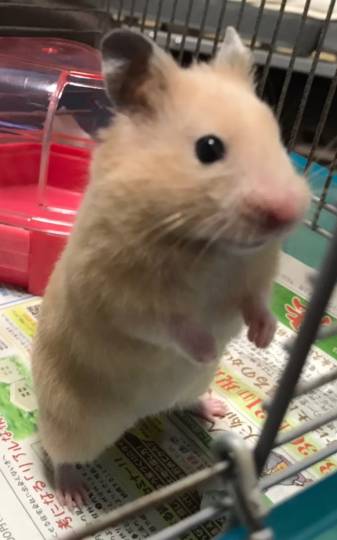 生き物ルーム第17