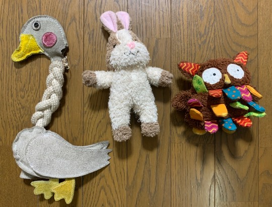 生き物ルーム第17