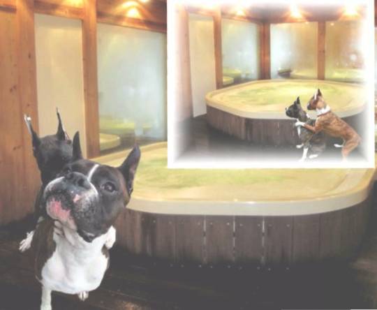 生き物ルーム第17