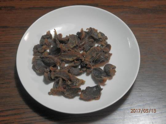 生き物ルーム第17