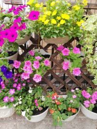 季節の苗アソート　1298円