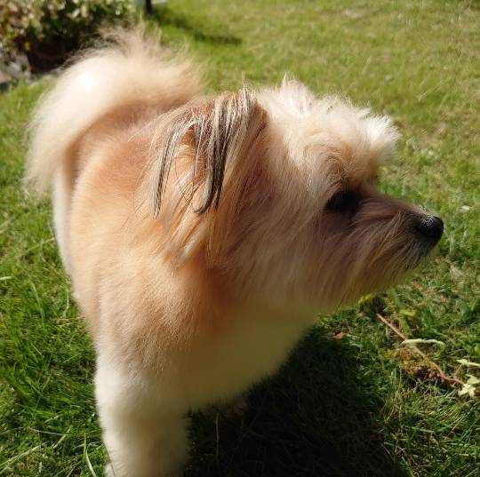 マスク同窓会詰所兼ニューフェイス歓迎所2