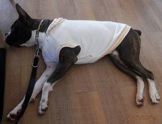 生き物ルーム第17