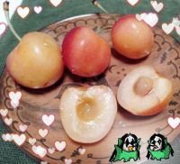 7月6日(月曜日)　尼崎倉庫店｜ピン熊　一匹、3999円　ベビーピンク...