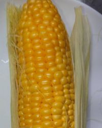 7月17日(金曜日)　北九州倉庫店｜・トウモロコシ４本　298円
・テリー...