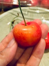 レイニアチェリー2020