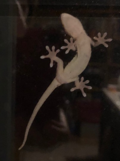 生き物ルーム第22