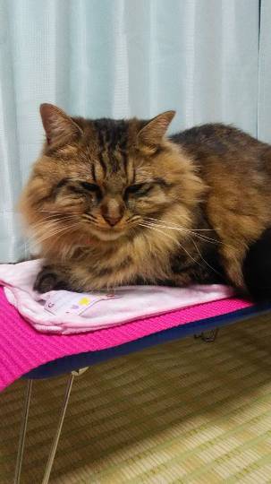 生き物ルーム第22