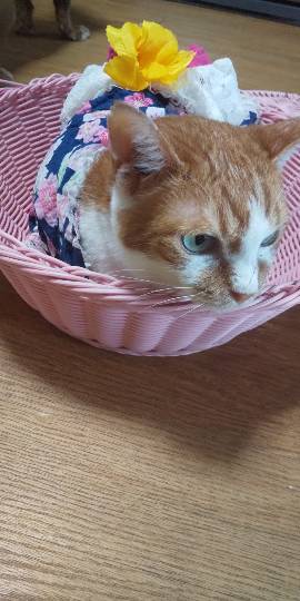 マスク同窓会詰所兼ニューフェイス歓迎所4