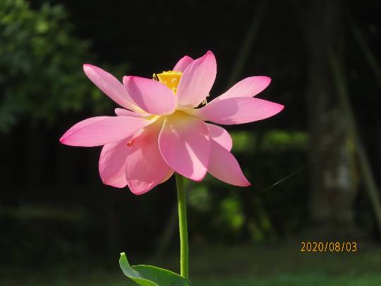 花鳥風月に心を込めて...　(エアー花トピ2)