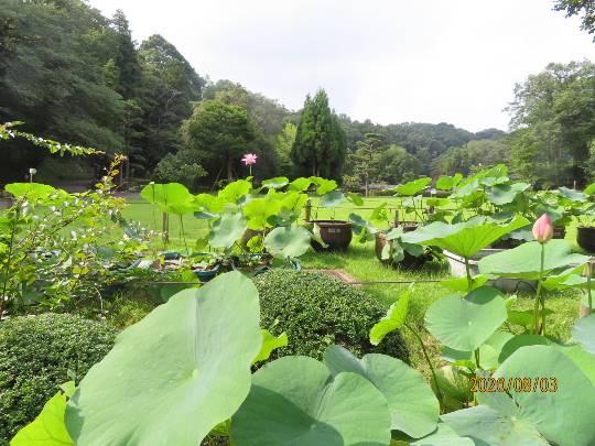 花鳥風月に心を込めて...　(エアー花トピ2)
