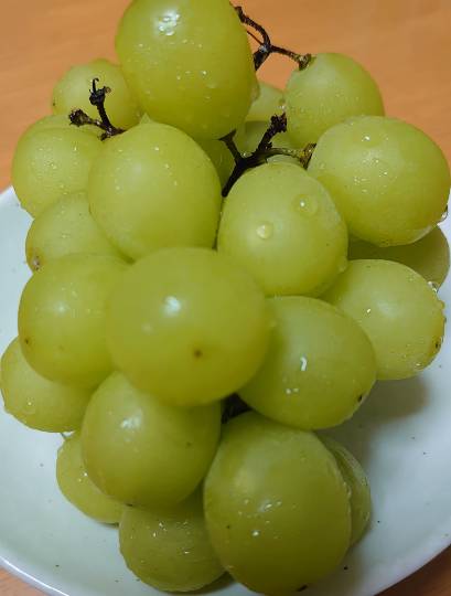 マスク同窓会詰所兼ニューフェイス歓迎所5