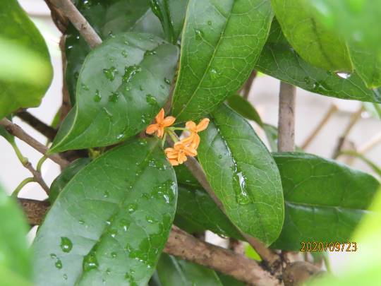 花鳥風月に心を込めて...　(エアー花トピ2)