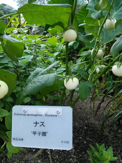 花鳥風月に心を込めて...　(エアー花トピ2)