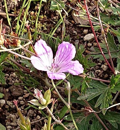 花鳥風月に心を込めて...　(エアー花トピ2)