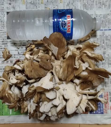 花鳥風月に心を込めて...　(エアー花トピ2)