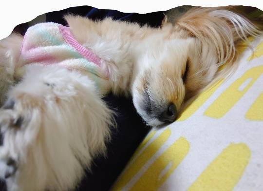 生き物ルーム第26