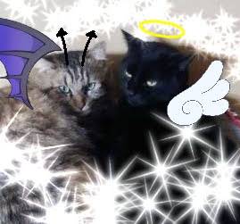 生き物ルーム第26