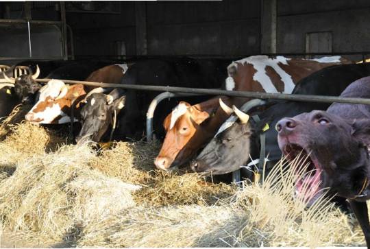 生き物ルーム第26