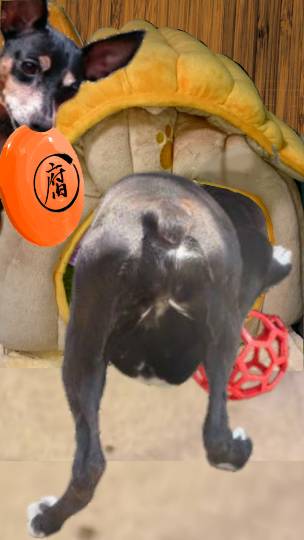 生き物ルーム第24