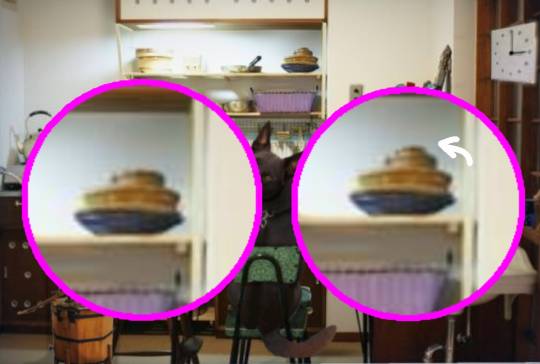 生き物ルーム第24