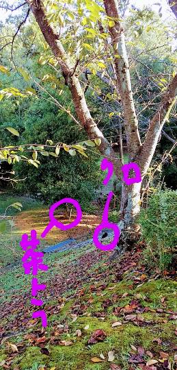 花鳥風月に心を込めて...　(エアー花トピ2)