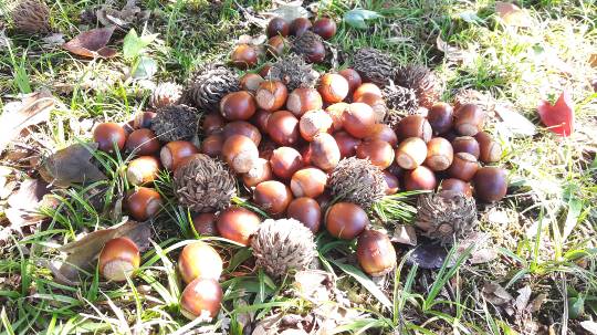 花鳥風月に心を込めて...　(エアー花トピ2)