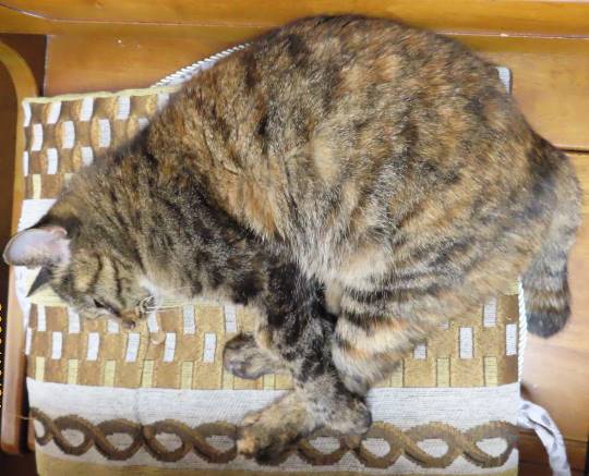 生き物ルーム第26