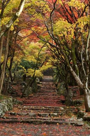 花鳥風月に心を込めて...　(エアー花トピ2)