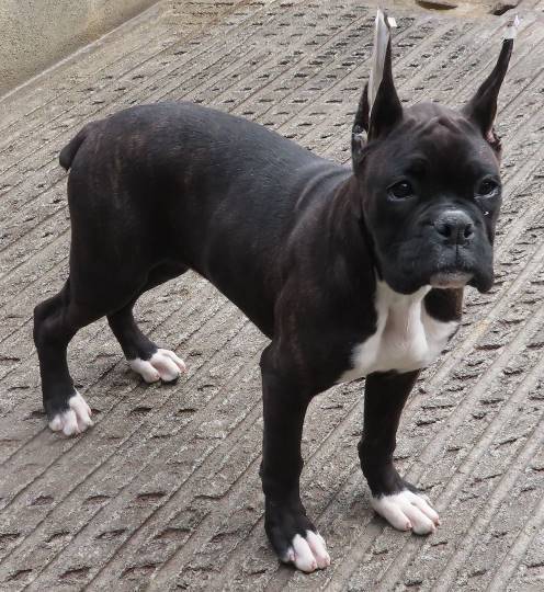 生き物ルーム第26