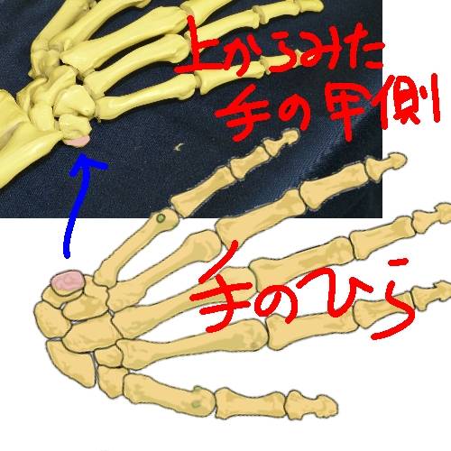 EGG'S CAFE支店『Wellness』5号店 健康・体調・ダイエット・更年・介護...