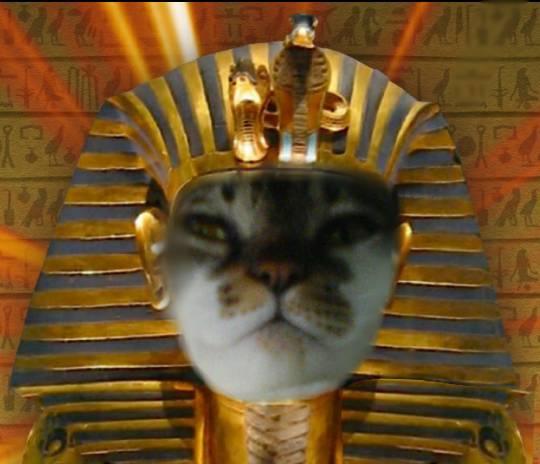 生き物ルーム第26