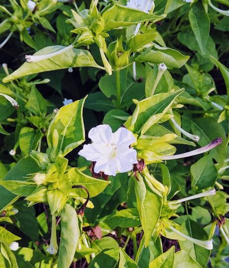 花鳥風月に心を込めて...　(エアー花トピ2)