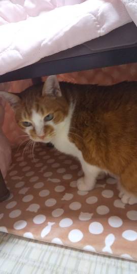 生き物ルーム28