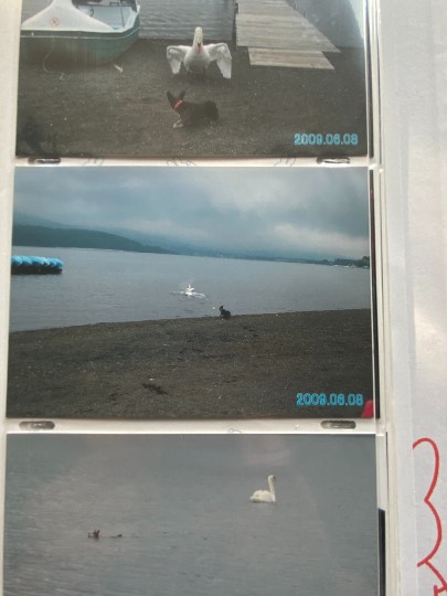 生き物ルーム第29