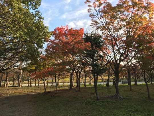 花鳥風月に心を込めて...　(エアー花トピ2)