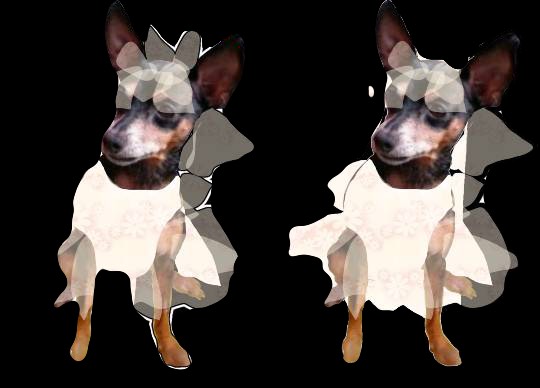 生き物ルーム第27