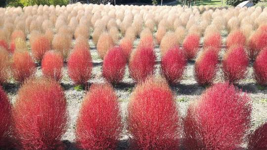 花鳥風月に心を込めて...　(エアー花トピ2)