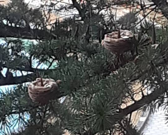 花鳥風月に心を込めて... (エアー花トピ2)