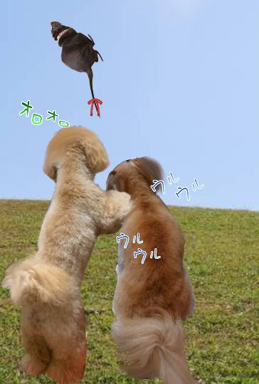 生き物ルーム28