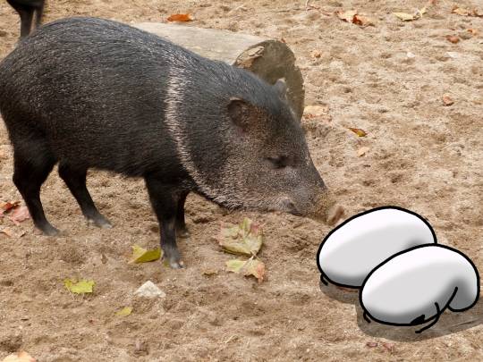 生き物ルーム28