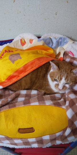 生き物ルーム28