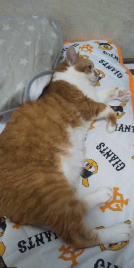 生き物ルーム第26